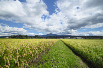 Fototapeta na wymiar 稲穂と姫神山