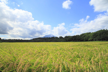 稲穂と岩手山