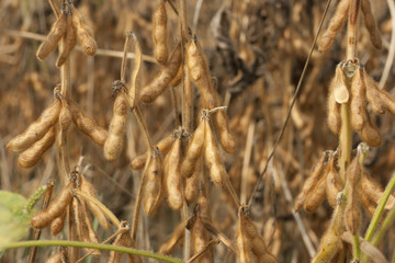 soybean  seeds close up