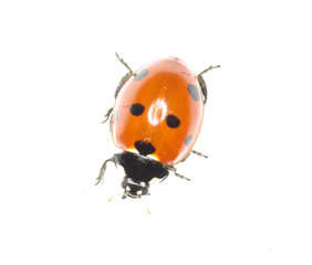 ladybug