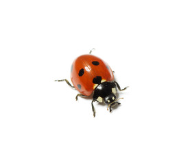 ladybug