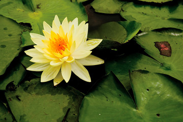 Lotus yellow with green leaves