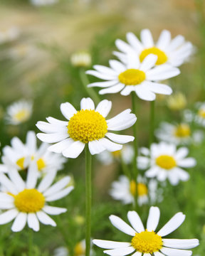 Field of Camomile