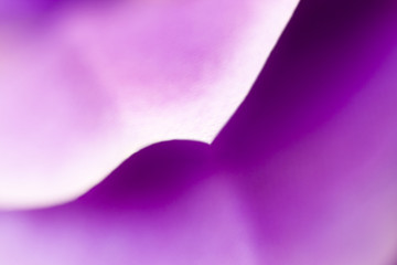 textura de los pétalos de la violeta