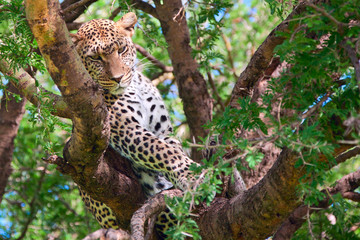 Naklejka na ściany i meble Powerful leopard resting on a tree