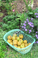 Boskop-Äpfel im Korb