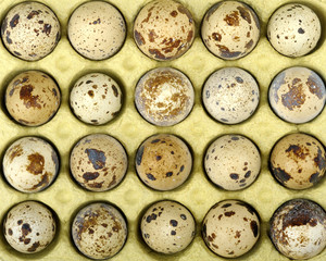 quail eggs
