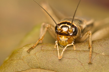 Acheta domesticus