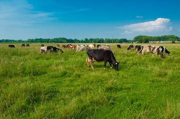 grazing cows