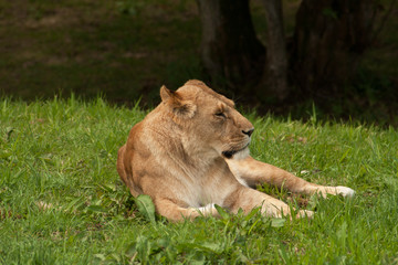 Lioness on her own
