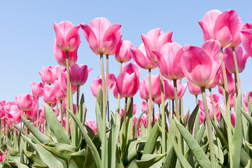 Beautiful pink tulips against a blue sky