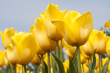 Obraz premium Beautiful yellow tulips against a blue sky