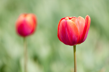 Red tulip shot with a shallow depth of field