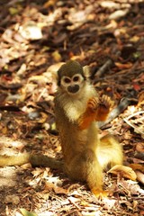 squirrel monkey