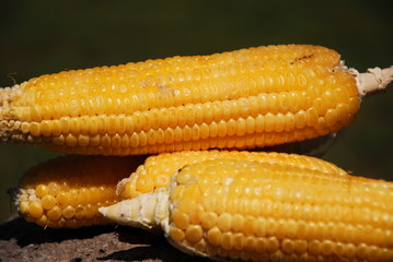 Maize