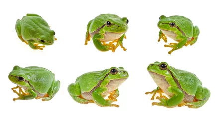 Acrylic prints Frog tree frog isolated on white background