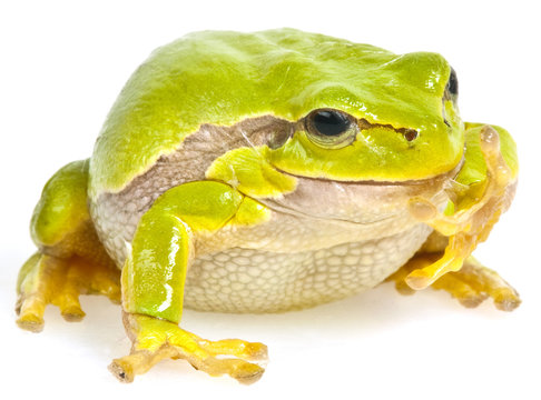 tree frog  on white background