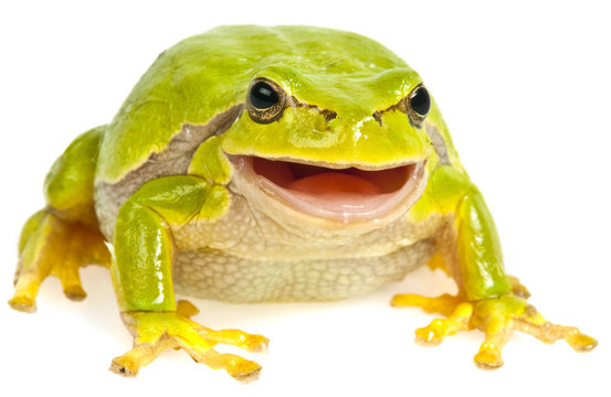 green tree frog isolated on white background