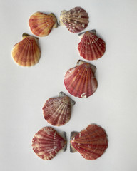 number two made of seashells