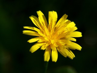 Close up of isolated dandelion
