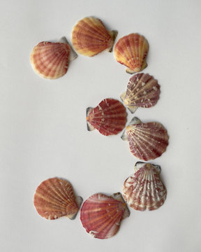 number three made of seashells