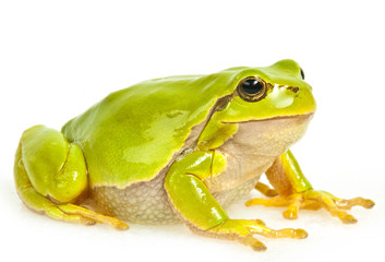 european tree frog