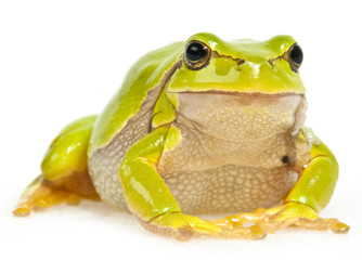 green tree frog