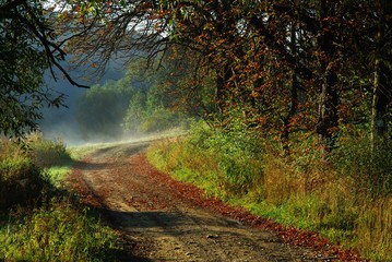 jesienny poranek na opuszczonej leśnej drodze © dans_21