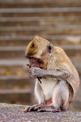 The Monkey © youpee2305