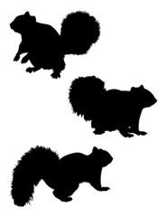 Squirrel Silhouettes
