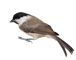 Marsh Tit isolated on white, Parus palustris
