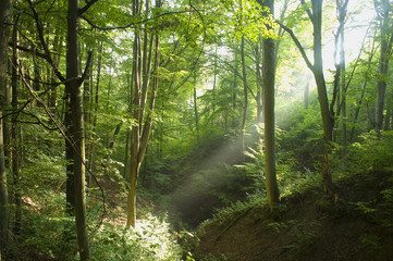 Beech forest