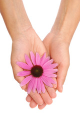 Hand of young woman holding Echinacea flower