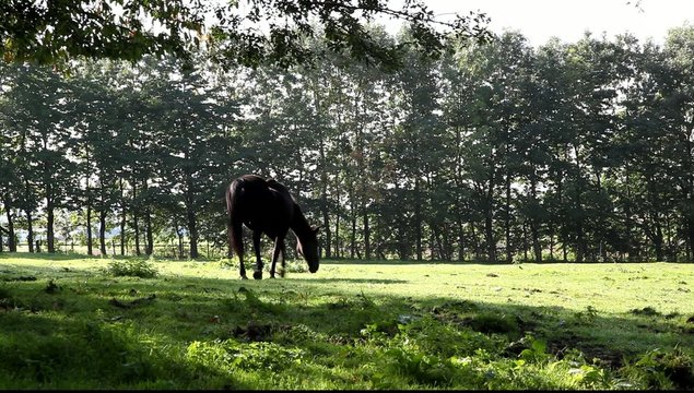 cheval