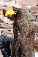 rapace