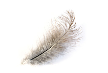 feather