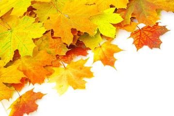 Naklejka na ściany i meble autumn maple leafs
