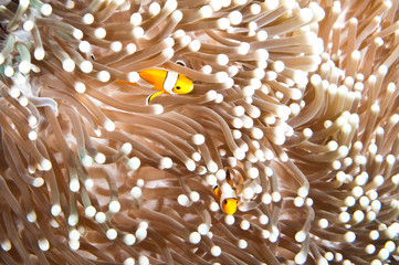 Little Nemo - clown anemone fish in sea anemone - obrazy, fototapety, plakaty