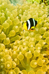 Clark's anemone fish in beautiful yellow anemone