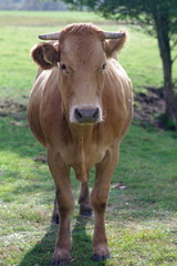 Krowa od frontu portret