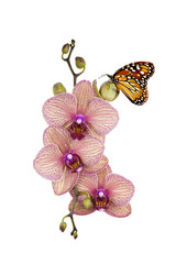 Orchidée et Papillon © PUNTOSTUDIOFOTO Lda