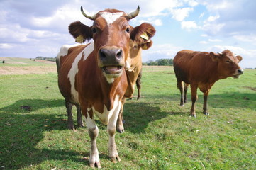 Krowy na pastwisku - obrazy, fototapety, plakaty