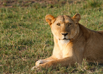 Lioness At Rest