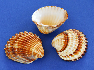 Sea shells