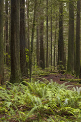 Primeval forest