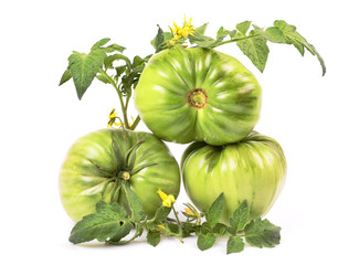 Green tomato,group, close up,green leaf, tomato color