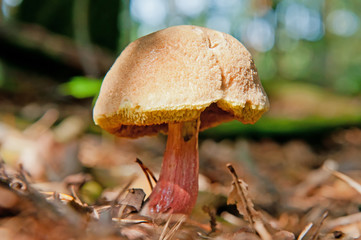 Mushroom