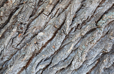 Pine bark