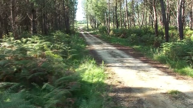 chemin forestier
