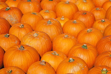 Colorful pumpkins
